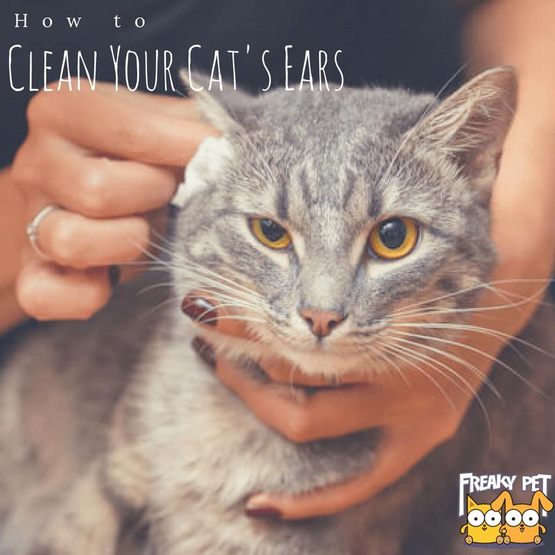 A Quick Guide: How to Clean Cats Ears?