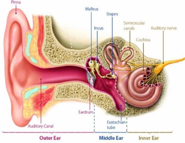 Are TMJ and Tinnitus Related? Latest Research Confirms ...