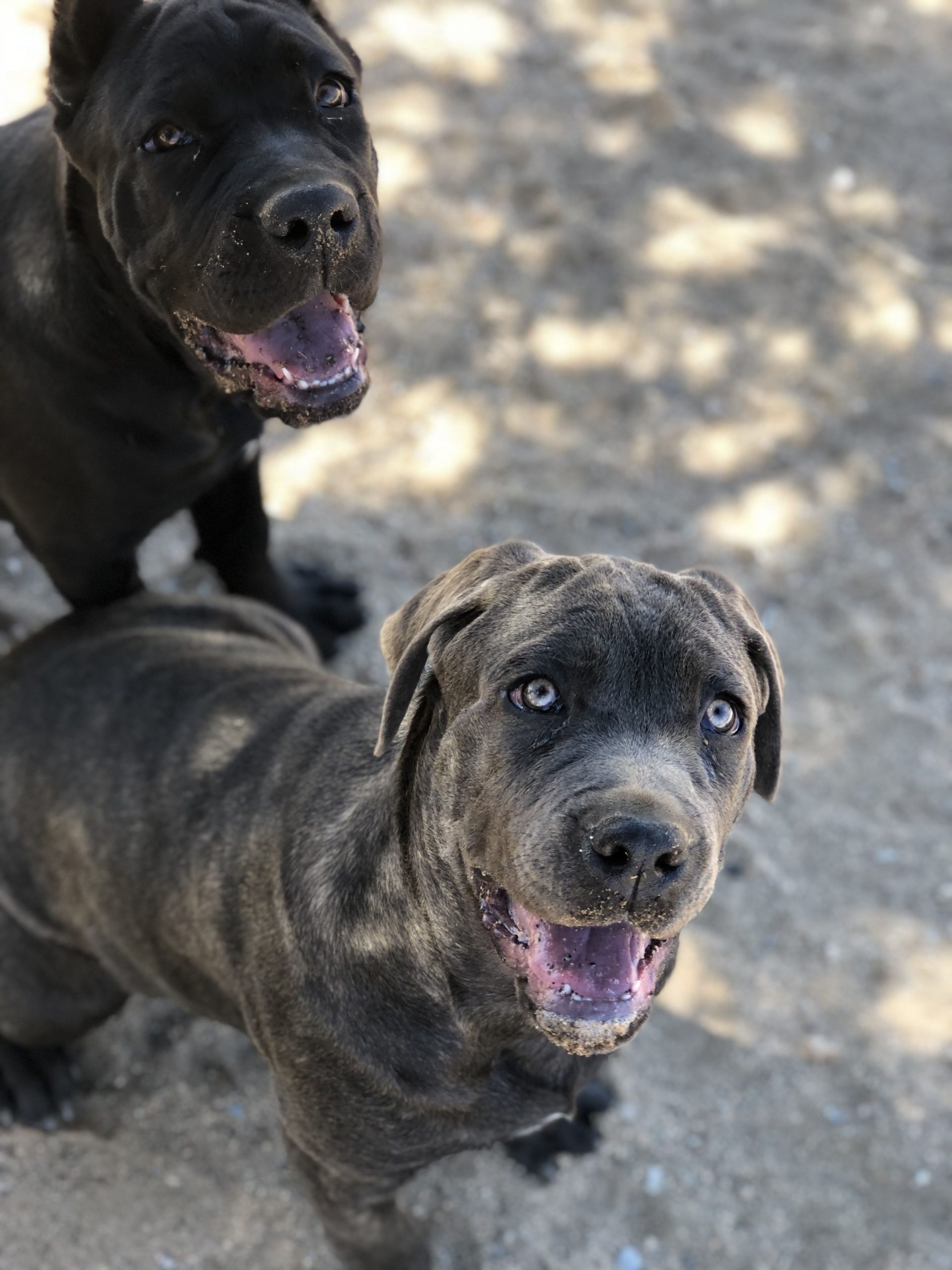 Cane Corso Sisters (Cropped ears KITTY) (Natural ears ...