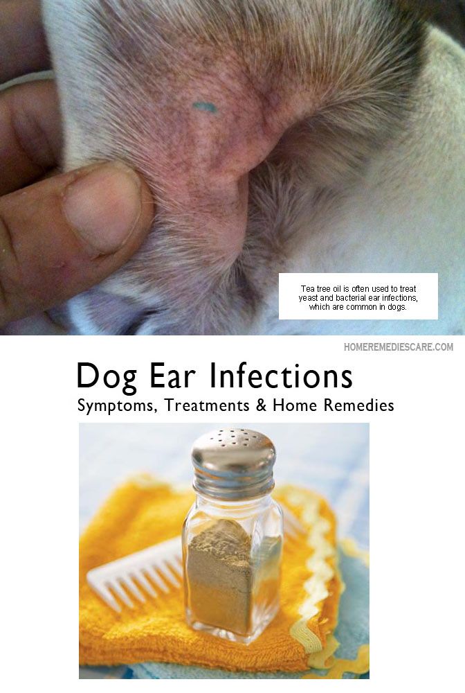 Cat Ear Mites Vs Yeast Infection
