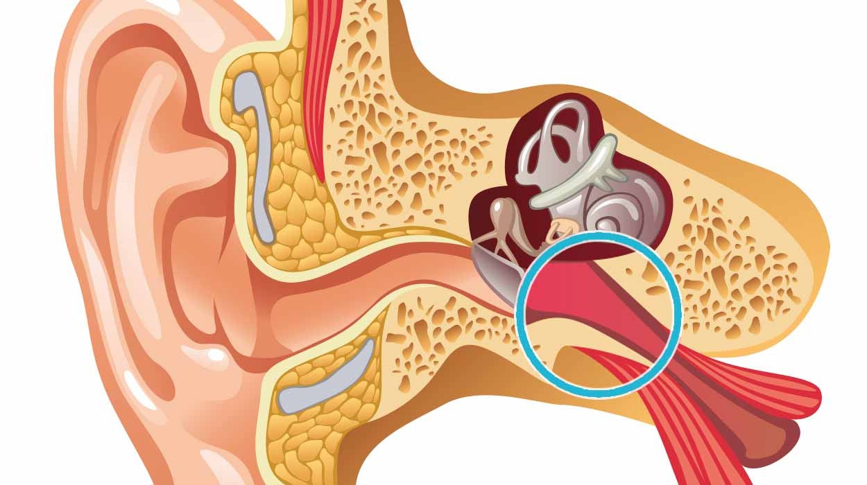 Causes &  Symptoms of Hearing Loss  SoundBright
