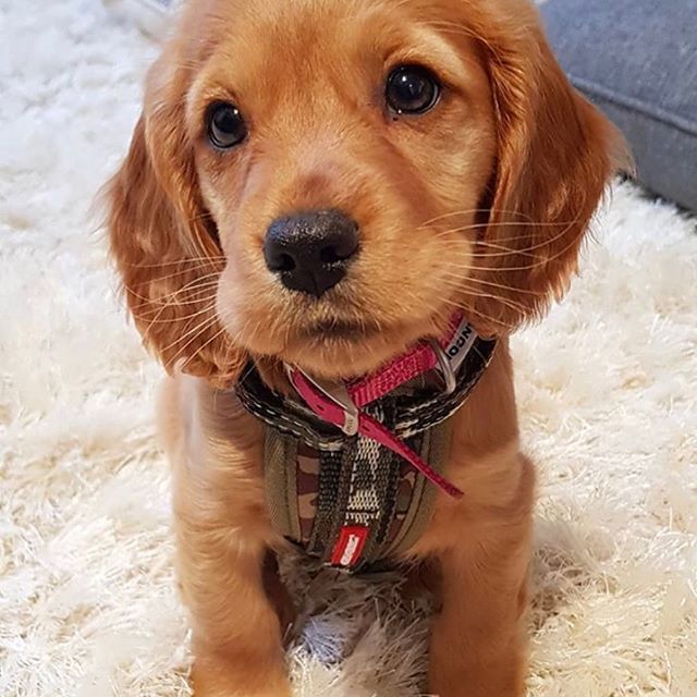Download Cocker Spaniel guide here!