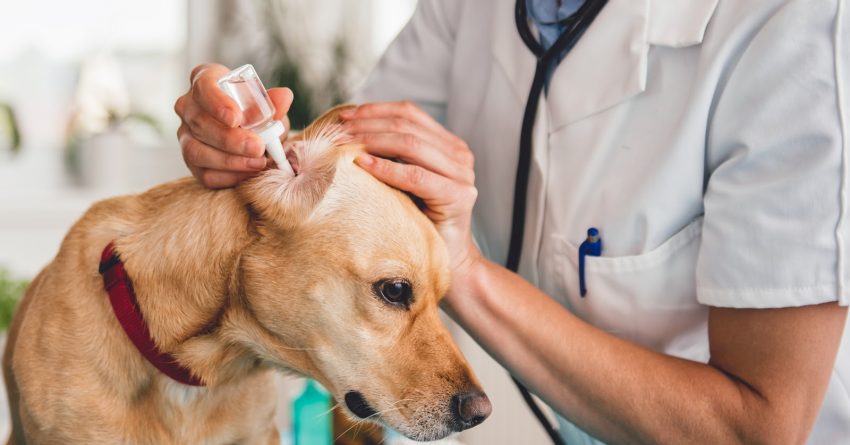 Ear Infection in Dogs: Symptoms to Look For, Causes, and ...