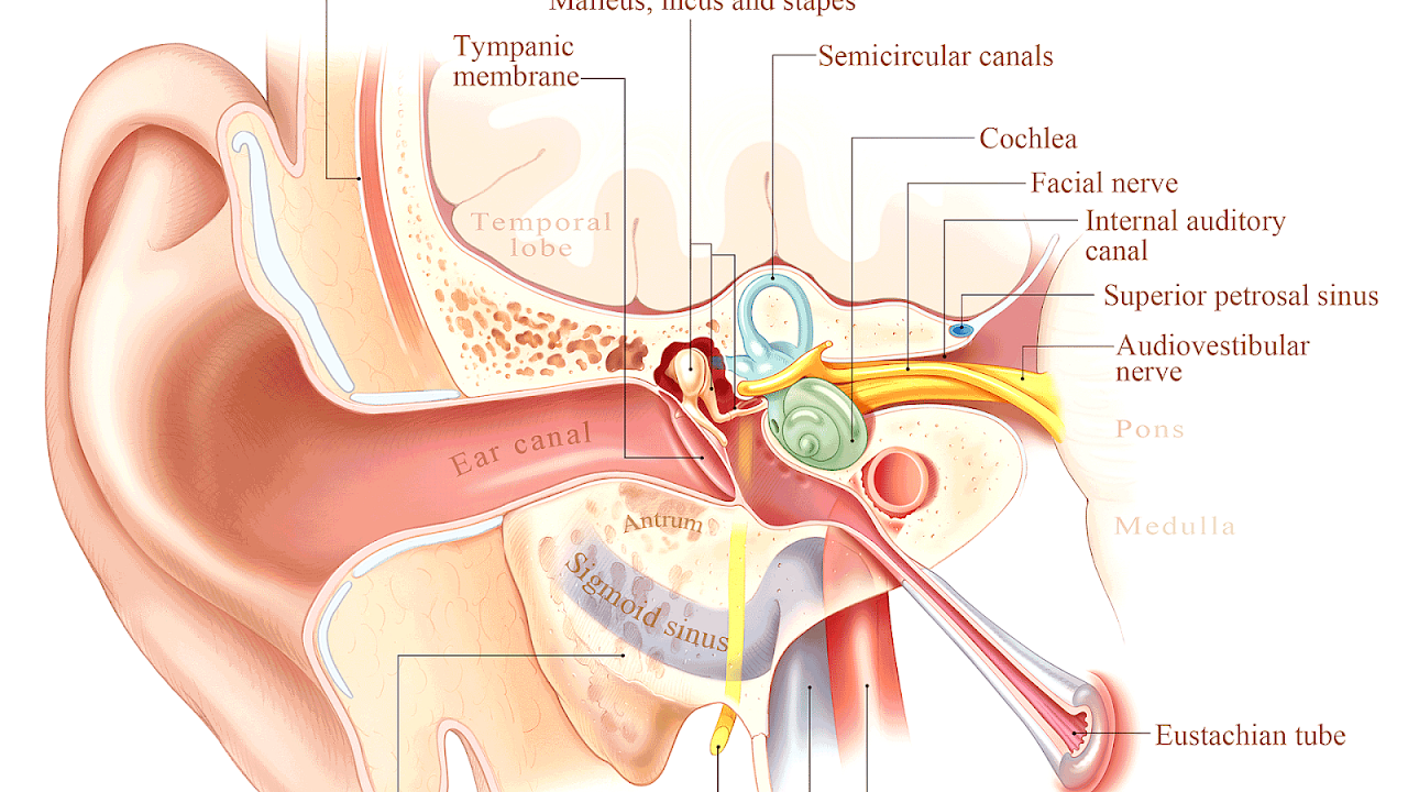 Eustachian Tube Dysfunction Pulsatile Tinnitus