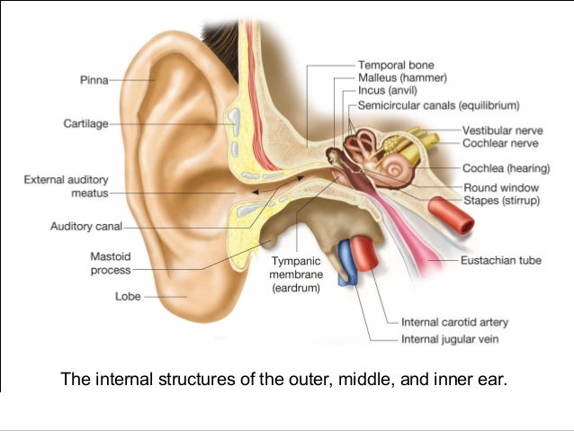 Eyes and Ears Medical Terminology
