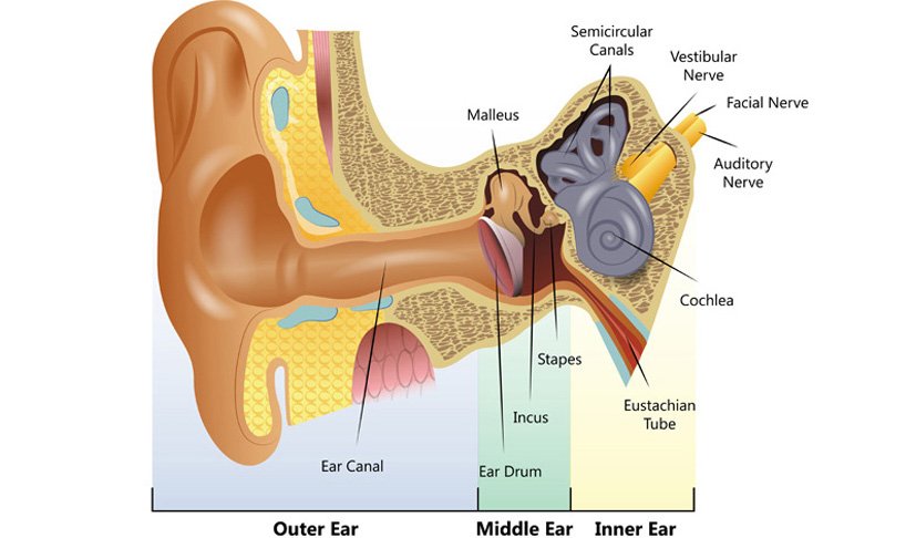 Facts about Conductive Hearing Loss