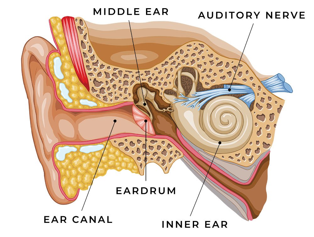 Hearing Loss  Cambridge Audiology