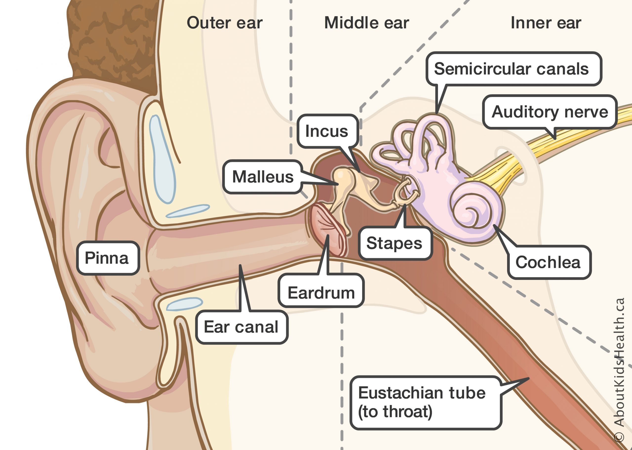 How long does fluid in the ear take to drain ...