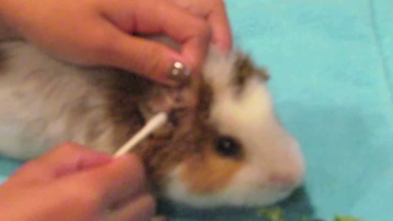 How To Clean a Guinea Pig