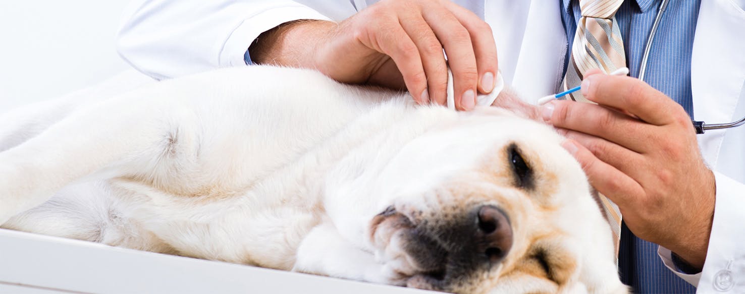 How to Prevent Dog Ear Yeast Infections