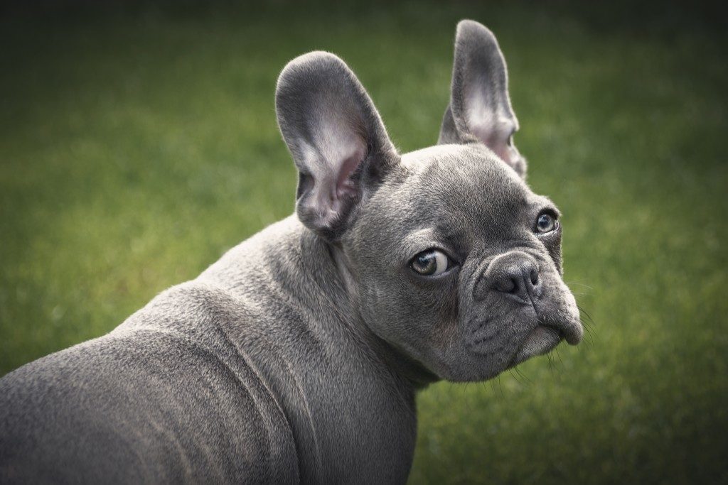 How To Solve French Bulldog Smelly Ears?  AskFrenchie.com