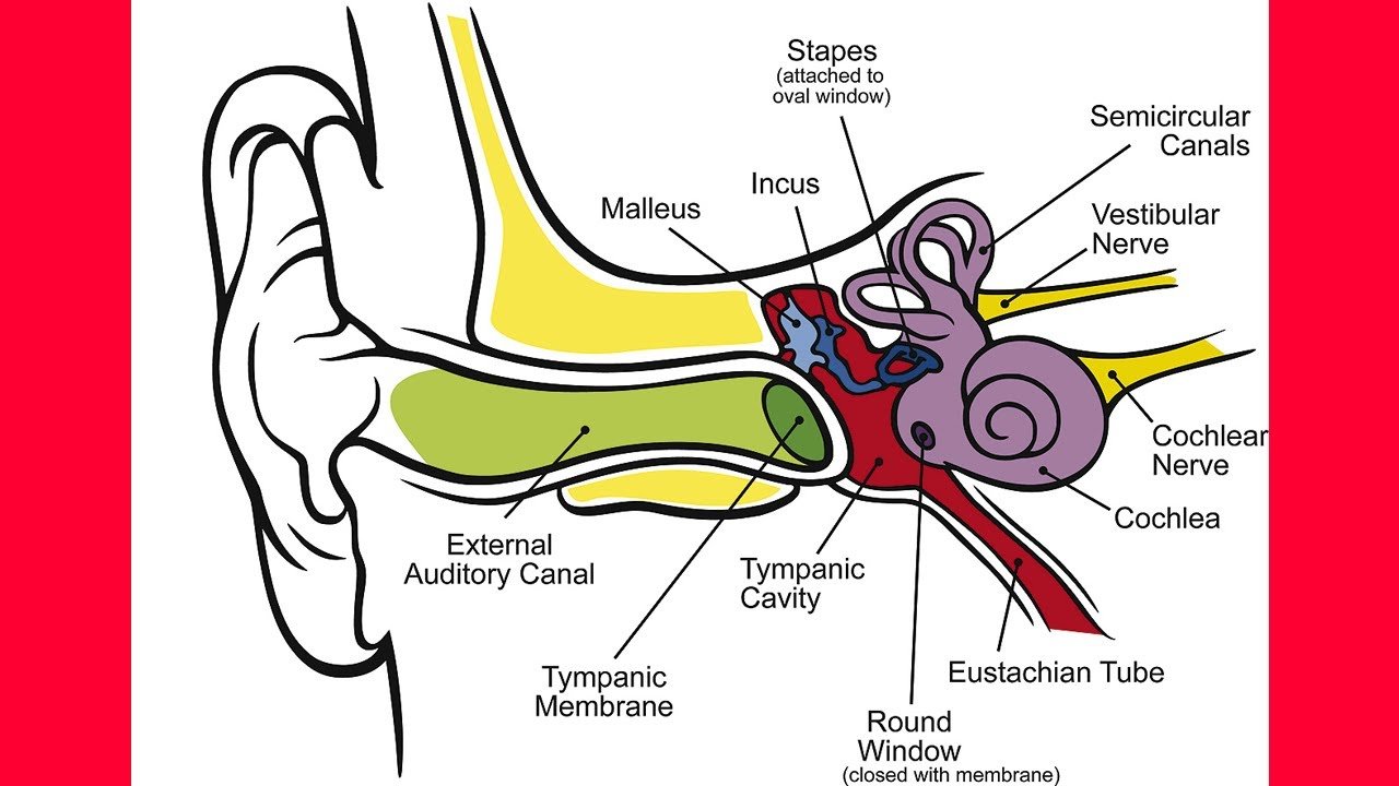 How to Stop Tinnitus Ear Ringing Naturally