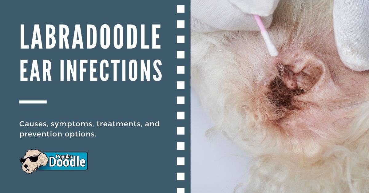 Labradoodle Ear Infection: Effective Treatment &  Prevention