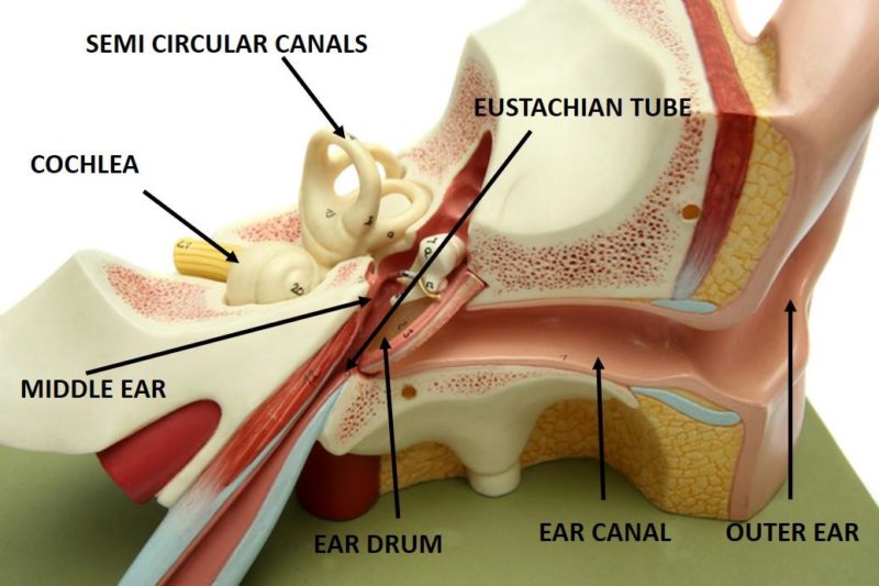 middle ear infection and tinnitus