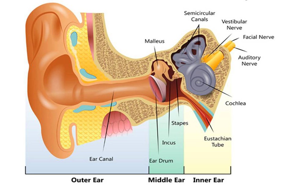 Nerve Deafness or Sensorineural Hearing Loss