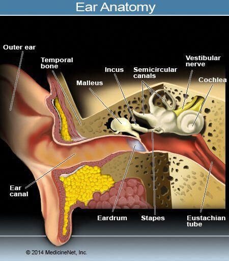 Picture of the Outer, Middle, and Inner Ear Structures #tinnituscures ...