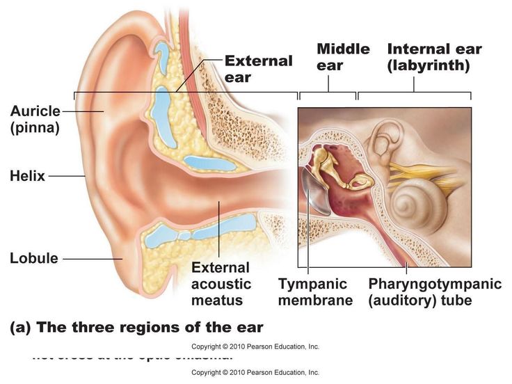 Print PDFTHE BLOG TAKE HOME: Tinnitus is commonly known as ...