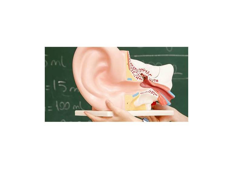 Reversing Hearing Loss