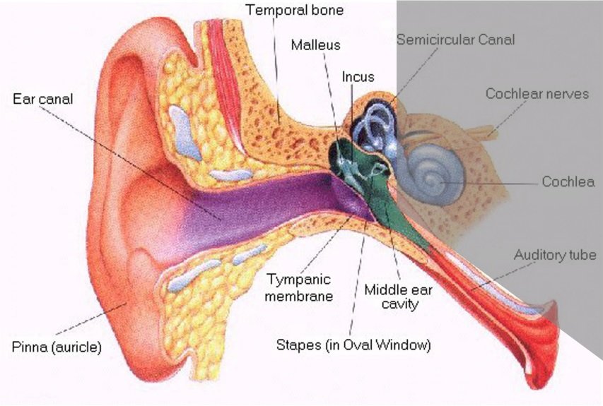 Types of Hearing Loss â Stay Tuned Hearing