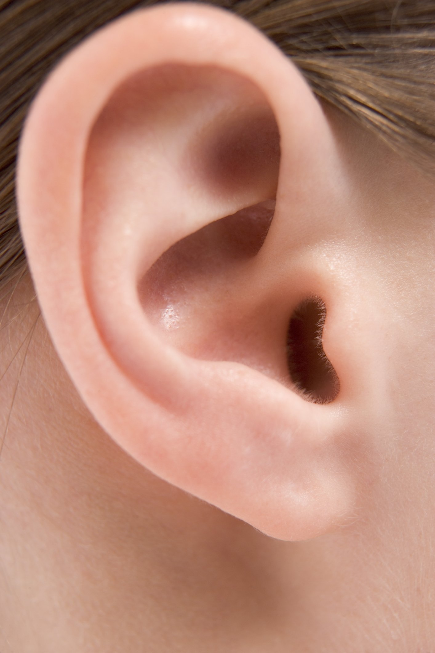 What Structure of the Ear Is Responsible for Hearing ...