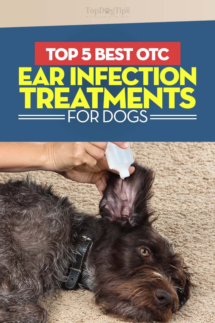whats good for dog ear infection alqurumresort com