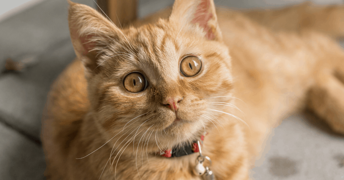 Why Are Cats Attracted To The Pspsps Sound?