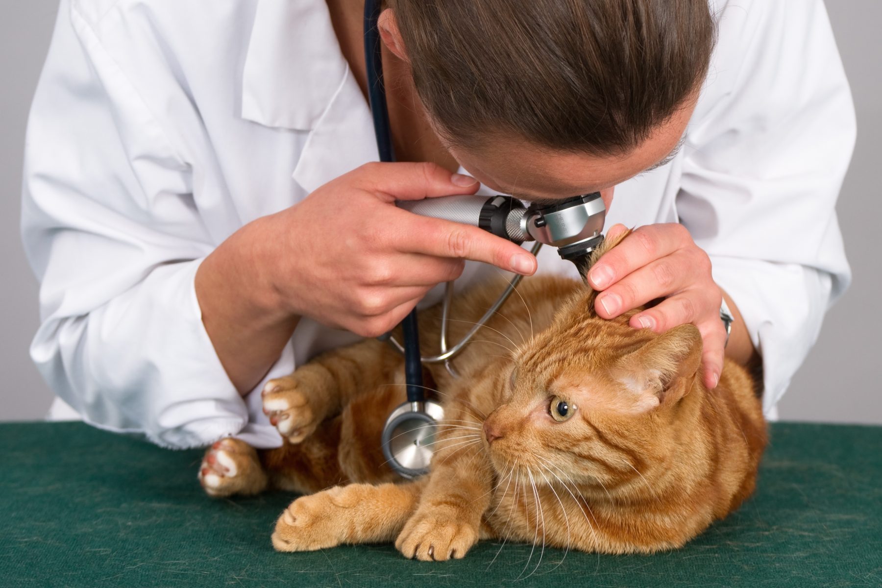 Why Does My Pet Get Ear Infections?